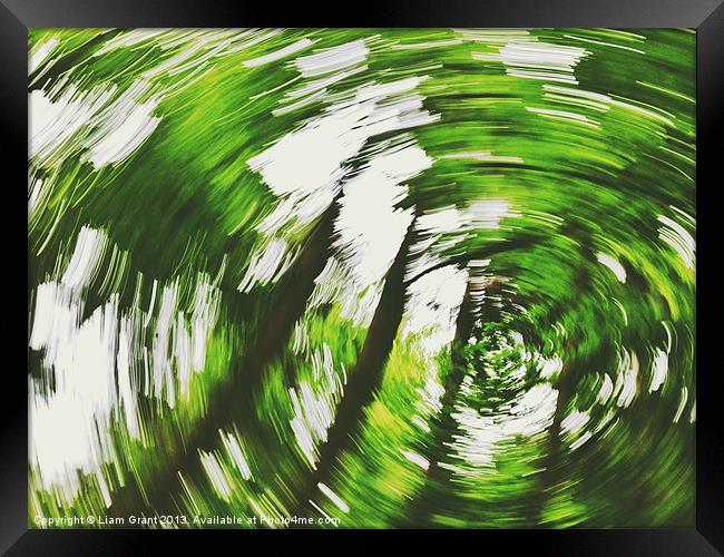 Tree swirl. Norfolk, UK. Framed Print by Liam Grant