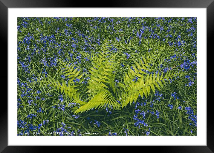 Bluebell and fern, growing wild in woodland. Framed Mounted Print by Liam Grant