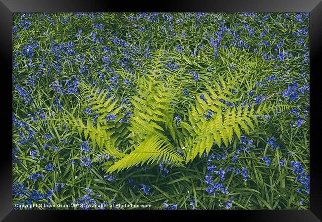 Bluebell and fern, growing wild in woodland. Framed Print by Liam Grant