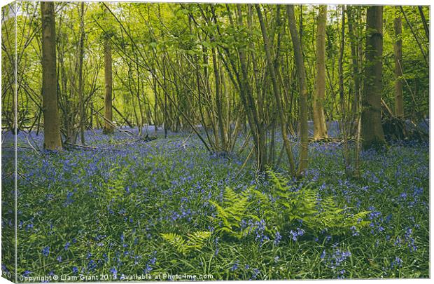 Bluebells and fern, growing wild in woodland. Canvas Print by Liam Grant