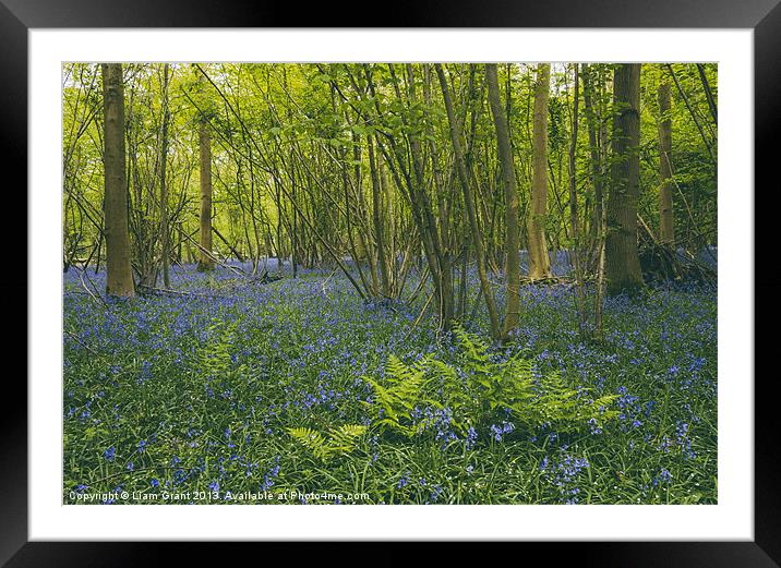 Bluebells and fern, growing wild in woodland. Framed Mounted Print by Liam Grant