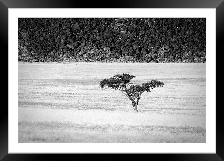 Namibian Trees 7 B&W Framed Mounted Print by Alan Bishop