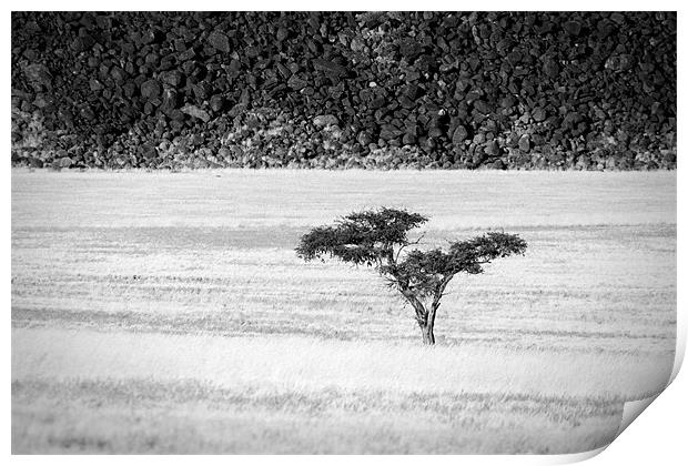 Namibian Trees 7 B&W Print by Alan Bishop