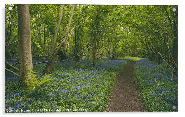 Path through bluebells growing wild in Foxley Wood Acrylic by Liam Grant