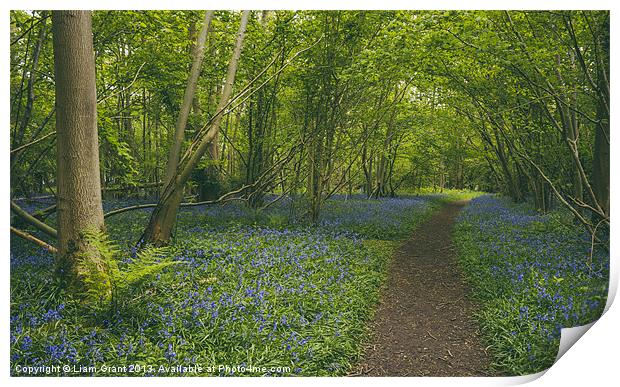 Path through bluebells growing wild in Foxley Wood Print by Liam Grant