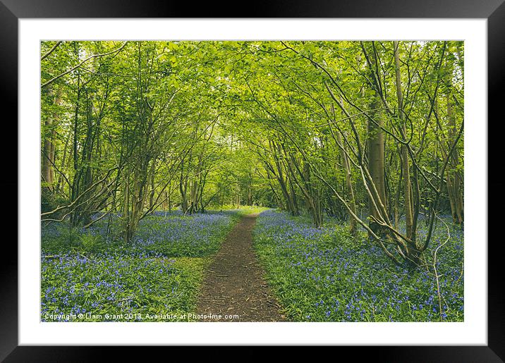 Path through bluebells growing wild in Foxley Wood Framed Mounted Print by Liam Grant