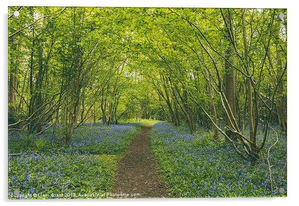 Path through bluebells growing wild in Foxley Wood Acrylic by Liam Grant