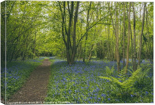 Path through bluebells growing wild in Foxley Wood Canvas Print by Liam Grant