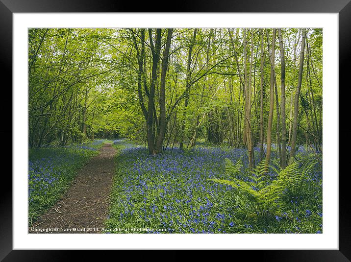 Path through bluebells growing wild in Foxley Wood Framed Mounted Print by Liam Grant