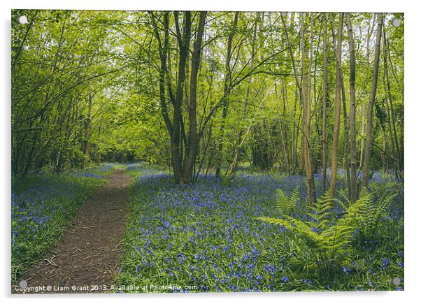 Path through bluebells growing wild in Foxley Wood Acrylic by Liam Grant