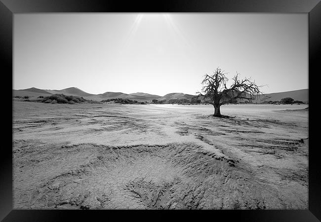 Namibian Trees 6 B&W Framed Print by Alan Bishop