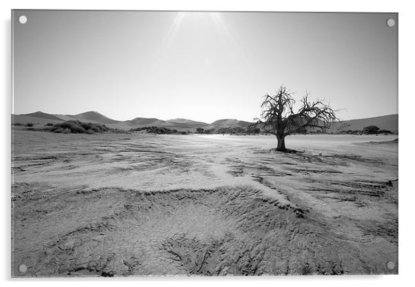 Namibian Trees 6 B&W Acrylic by Alan Bishop