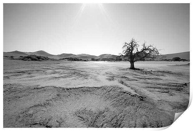 Namibian Trees 6 B&W Print by Alan Bishop