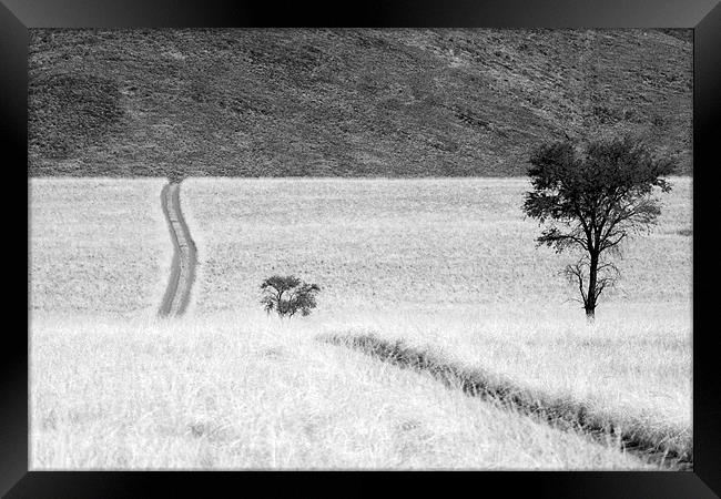 Namibian Trees 4 B&W Framed Print by Alan Bishop