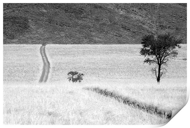 Namibian Trees 4 B&W Print by Alan Bishop