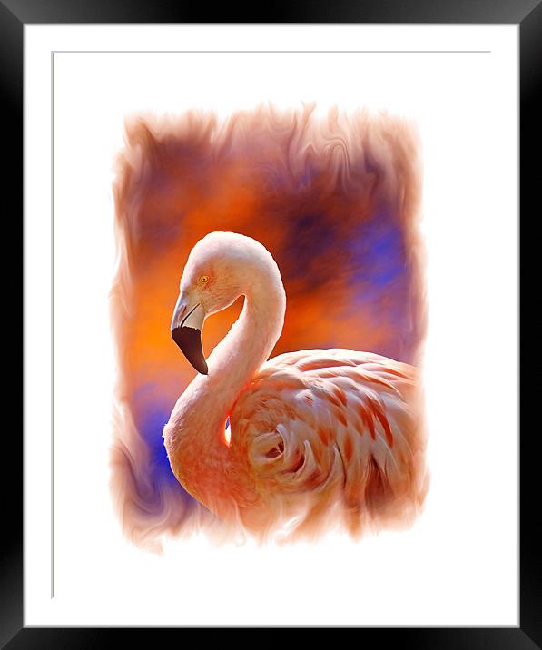 Chilean Flamingo  Framed Mounted Print by Chuck Underwood