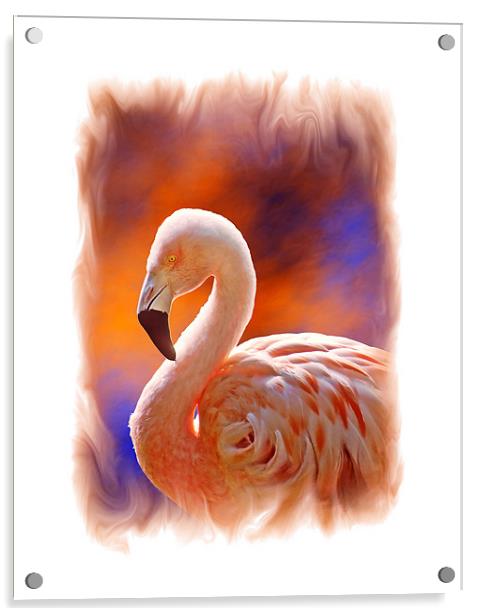 Chilean Flamingo  Acrylic by Chuck Underwood