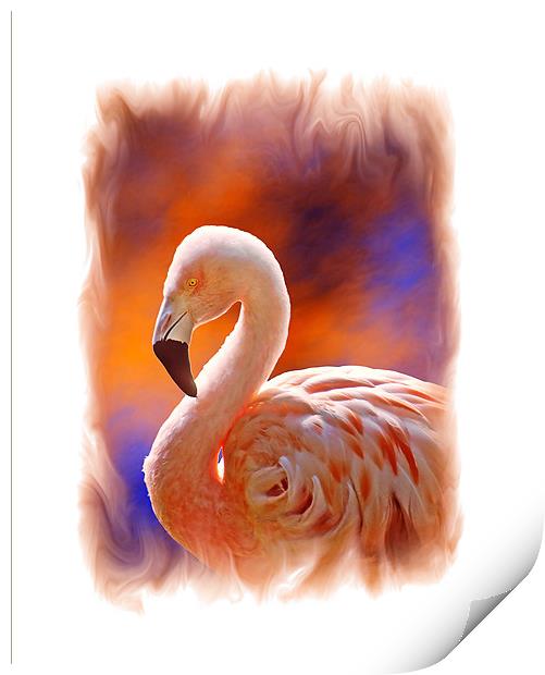 Chilean Flamingo  Print by Chuck Underwood