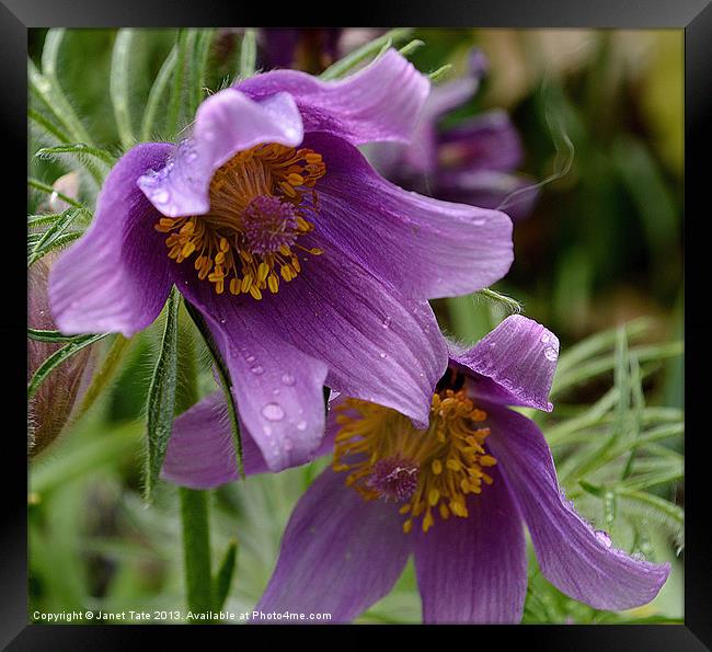 PULSATILLA vulgaris Framed Print by Janet Tate