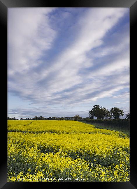 Evening sky over yellow oilseed rape field. Framed Print by Liam Grant
