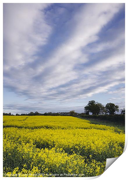 Evening sky over yellow oilseed rape field. Print by Liam Grant