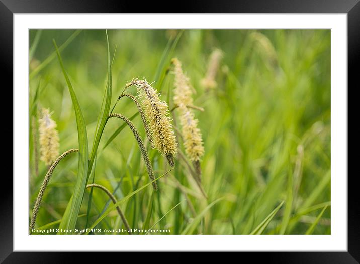 Pendulous Sedge growing wild in damp woodland. Framed Mounted Print by Liam Grant