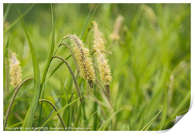 Pendulous Sedge growing wild in damp woodland. Print by Liam Grant