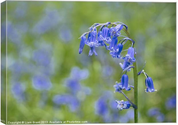 Bluebell growing wild in woodland. Canvas Print by Liam Grant