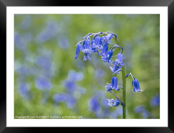 Bluebell growing wild in woodland. Framed Mounted Print by Liam Grant