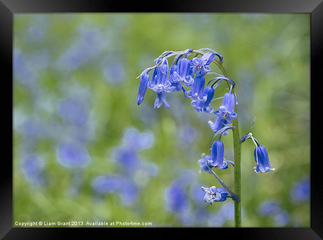 Bluebell growing wild in woodland. Framed Print by Liam Grant