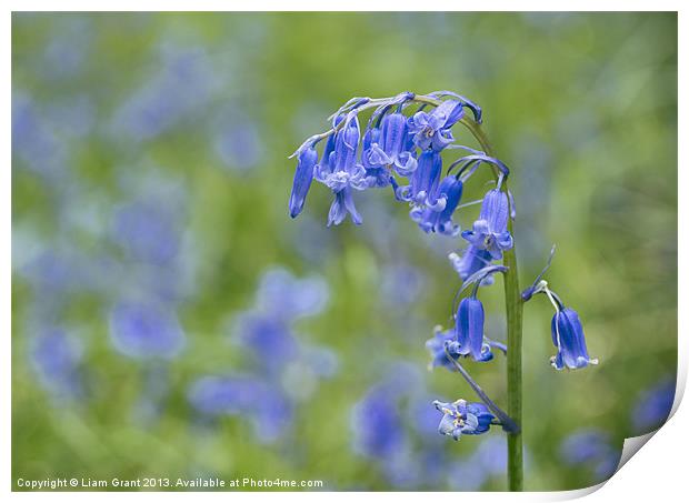 Bluebell growing wild in woodland. Print by Liam Grant