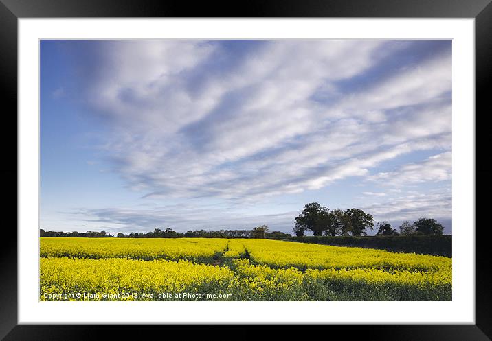 Evening sky over yellow oilseed rape field. South  Framed Mounted Print by Liam Grant