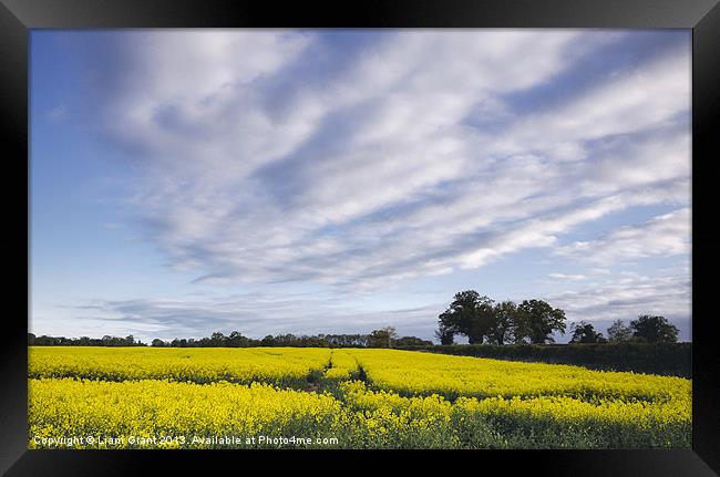 Evening sky over yellow oilseed rape field. South  Framed Print by Liam Grant