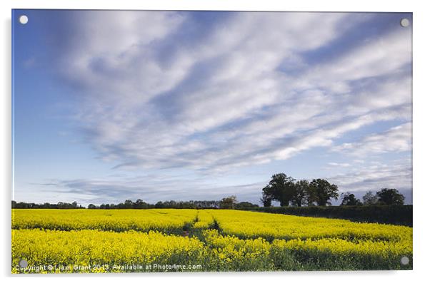 Evening sky over yellow oilseed rape field. South  Acrylic by Liam Grant