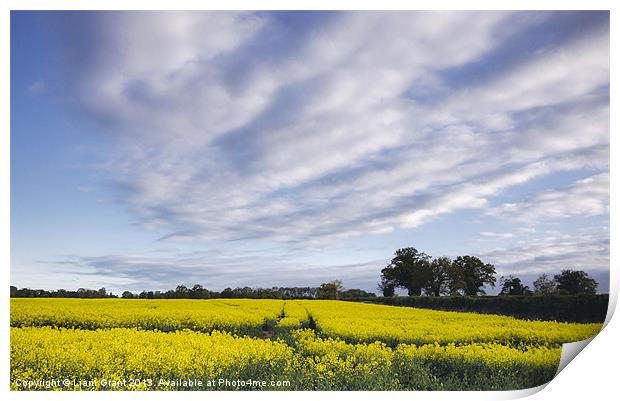 Evening sky over yellow oilseed rape field. South  Print by Liam Grant
