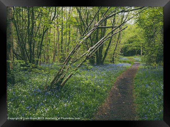 Path through bluebells growing wild in Foxley Wood Framed Print by Liam Grant