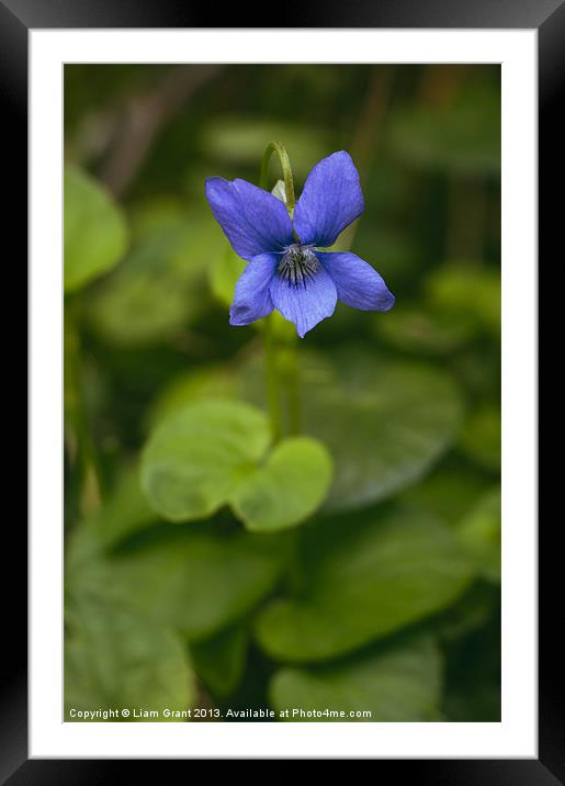 Common Dog-violet growing wild in woodland. Framed Mounted Print by Liam Grant
