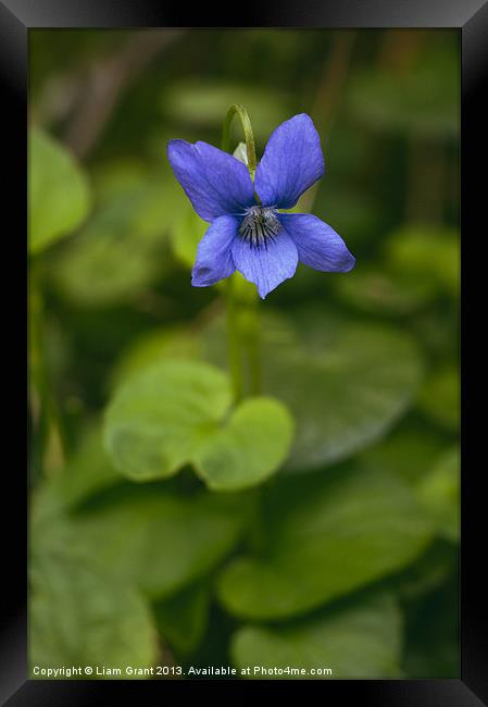 Common Dog-violet growing wild in woodland. Framed Print by Liam Grant