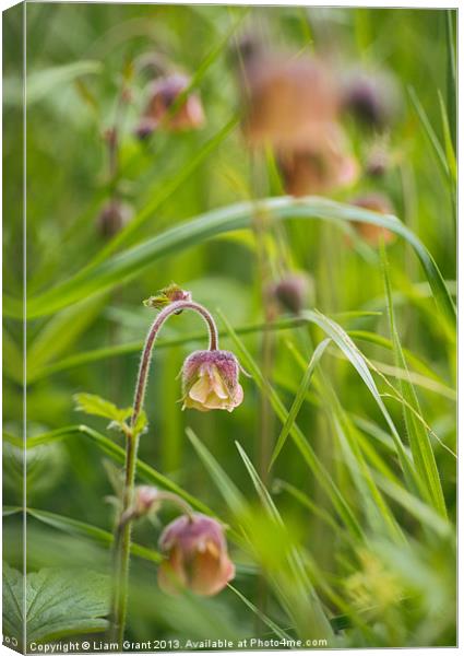 Water avens growing wild in woodland. Canvas Print by Liam Grant