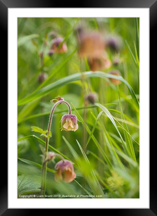 Water avens growing wild in woodland. Framed Mounted Print by Liam Grant