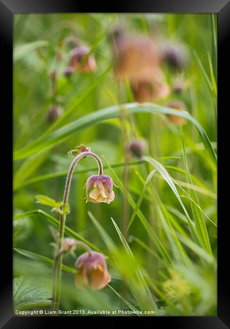 Water avens growing wild in woodland. Framed Print by Liam Grant