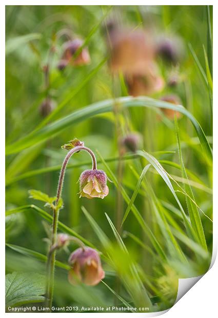 Water avens growing wild in woodland. Print by Liam Grant
