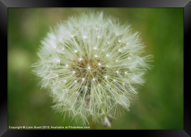Fruit of a Common Dandelion. Framed Print by Liam Grant