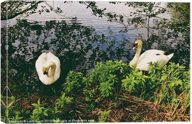 Swans on the lake. Canvas Print by Liam Grant