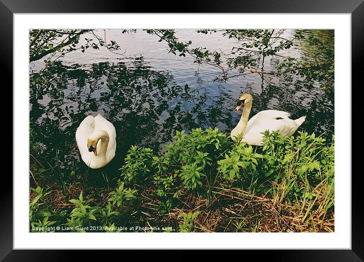 Swans on the lake. Framed Mounted Print by Liam Grant