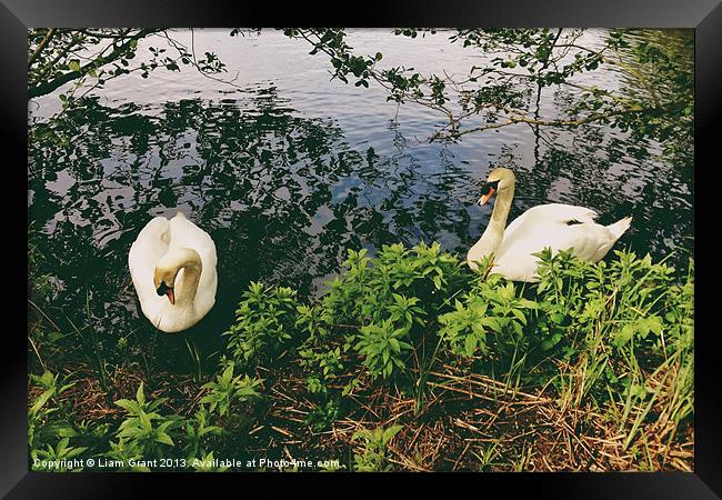 Swans on the lake. Framed Print by Liam Grant