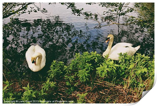 Swans on the lake. Print by Liam Grant