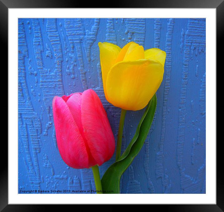 Tulips on Blue Framed Mounted Print by Barbara Schafer