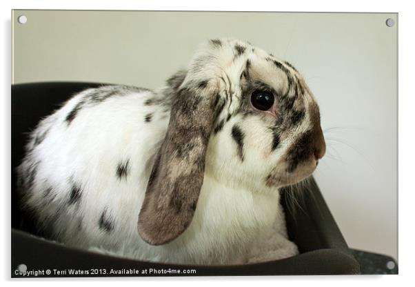 My Friend Bunny Acrylic by Terri Waters