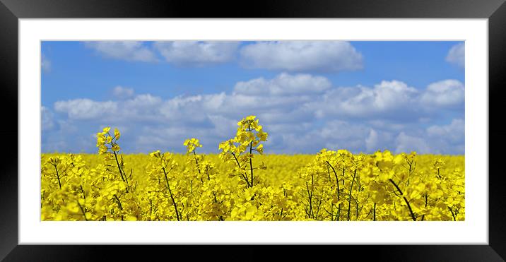 Rape Seed Flowers Framed Mounted Print by Donna Collett